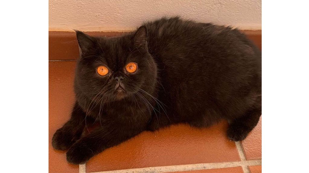 Valentino, el gato de Soraya Arnelas