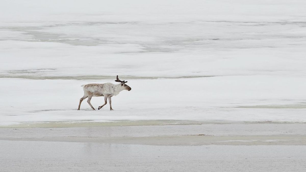 De las ranas del bosque a los renos del Ártico: ¿Cómo se protegen los animales del frío?