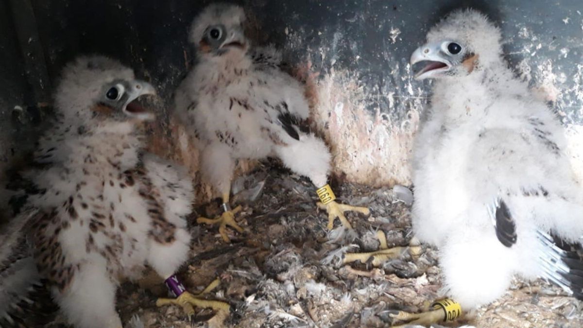 Absuelto un criador de halcones por no enviar a un sultán 13 rapaces que le había encargado por 18.300 euros Absuelto un criador de halcones por no enviar a un sultán 13 rapaces que le había encargado por 18.300 euros