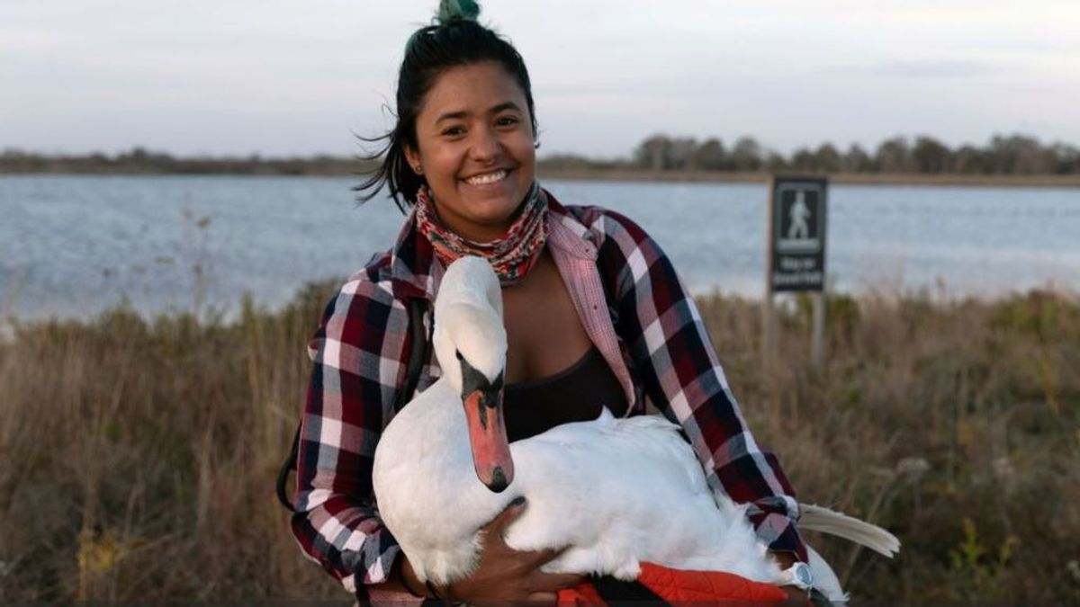 Viaja a pie, en bicicleta y en metro para salvar la vida de un cisne: el bonito gesto que ya es viral