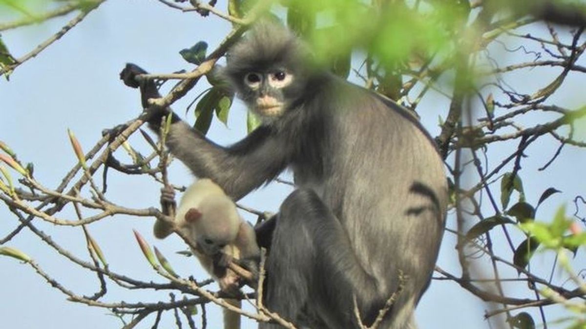 Descubren una reserva de primates 'con gafas', una especie desconocida hasta ahora
