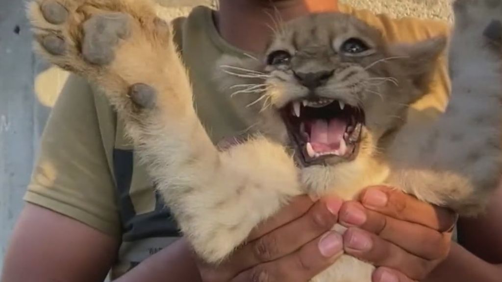Fathy y Filisteen, dos crías de león que han conquistado Gaza: un joven panadero las ha adoptado