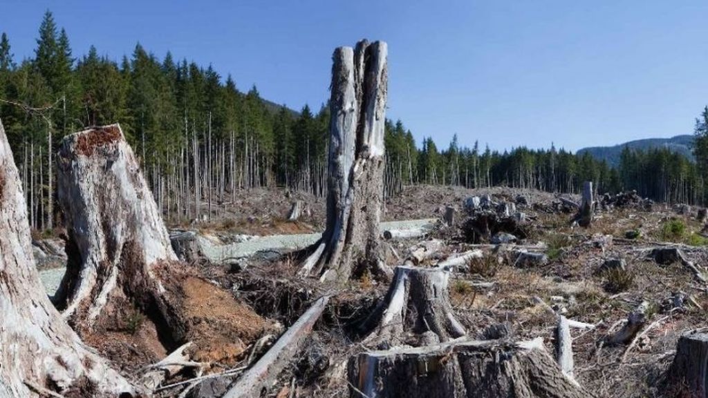 EuropaPress_2579655_deforestacion