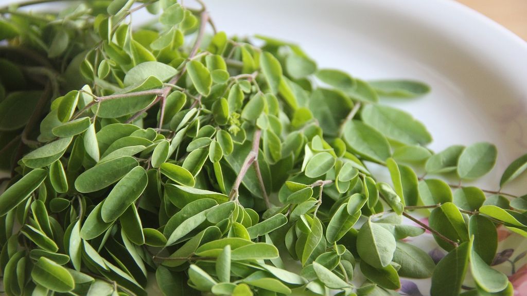 Aprovecha todos sus beneficios: productos gourmet con moringa