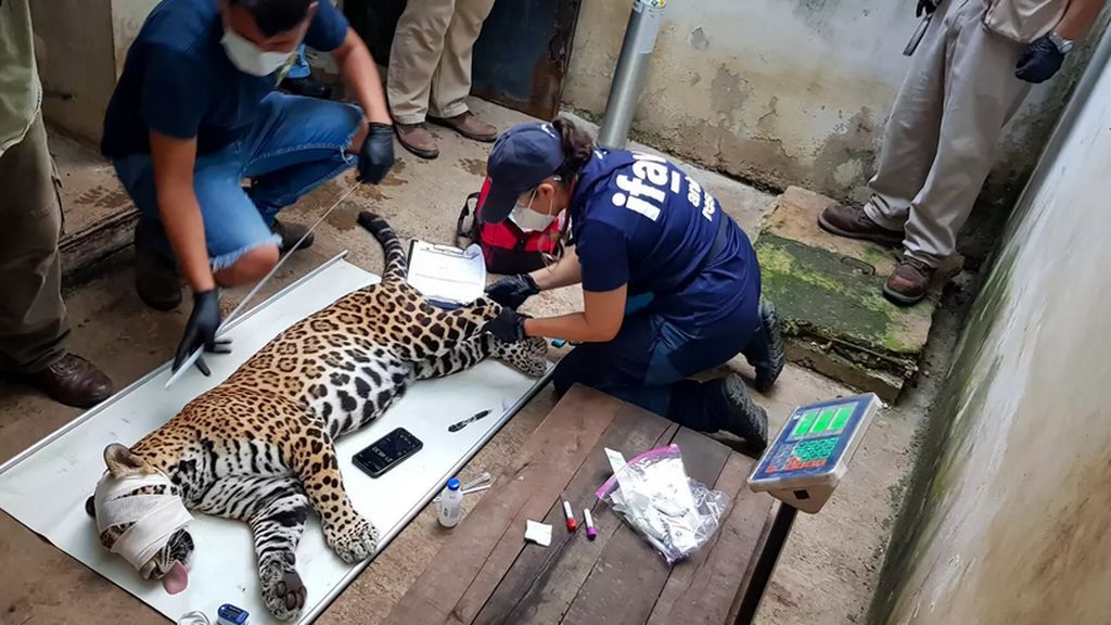 El equipo veterinario examina a Covi.