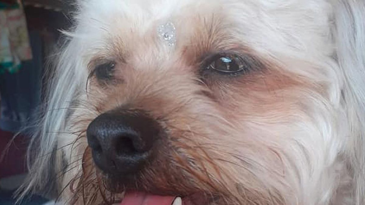 Un peluquero canino le corta la lengua a un perro por accidente cuando le arreglaba el pelo