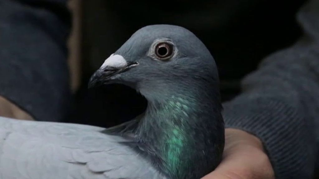 New Kim, la paloma más cara del mundo que vale más de un millón de euros