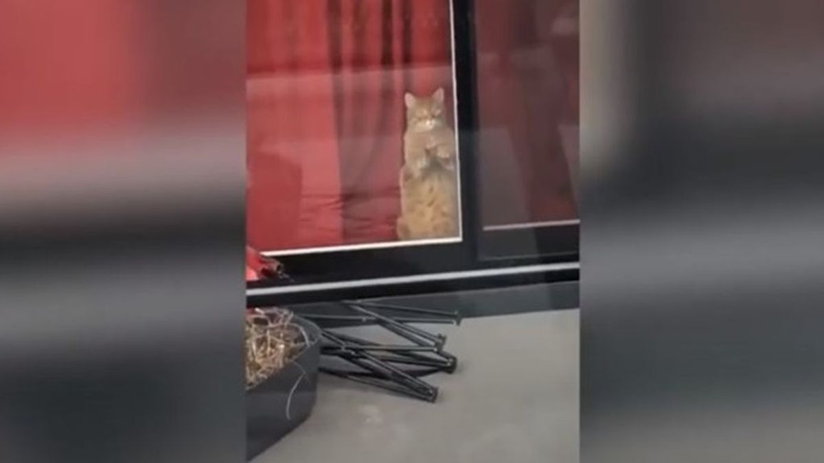 El noviazgo a distancia entre dos gatos enamorados que arrasa en TikTok