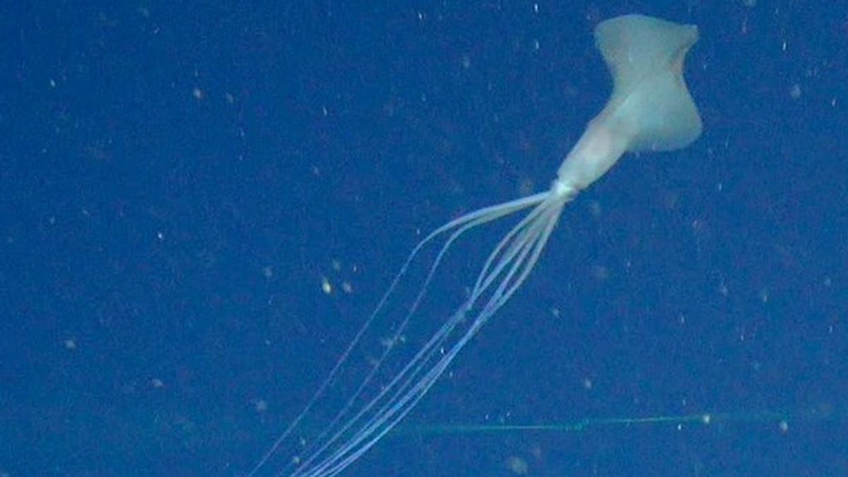 Hallan por primera vez cinco calamares gigantes en aguas profundas de Australia
