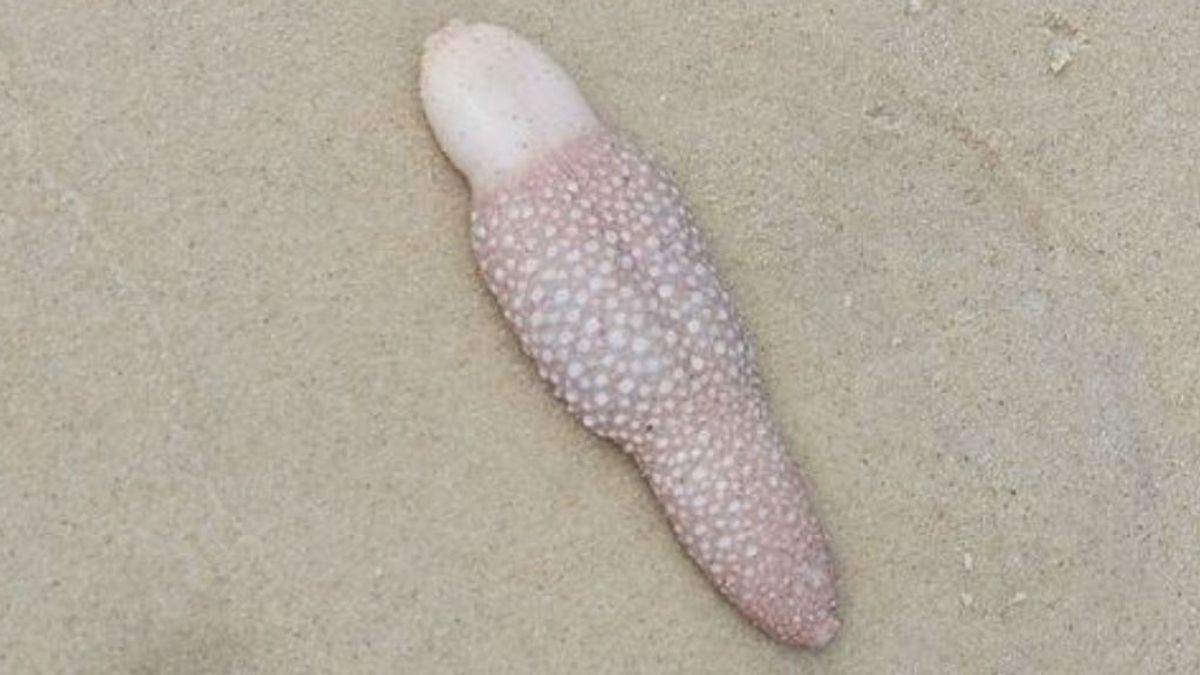 Hallan un raro organismo similar a una lengua en una playa australiana