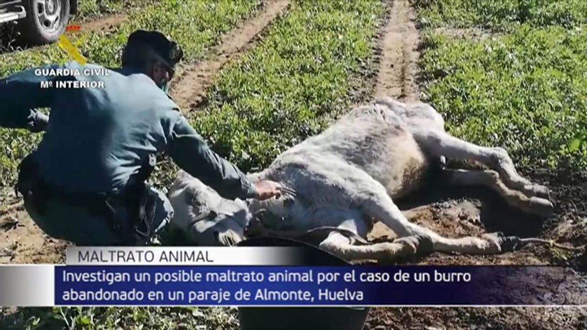 Encuentran un burro amarrado a pleno sol - Telecinco