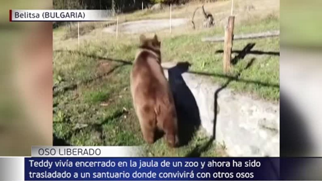 Liberan a Teddy, un oso pardo en condiciones lamentables, de un zoológico: ha sido trasladado a un santuario