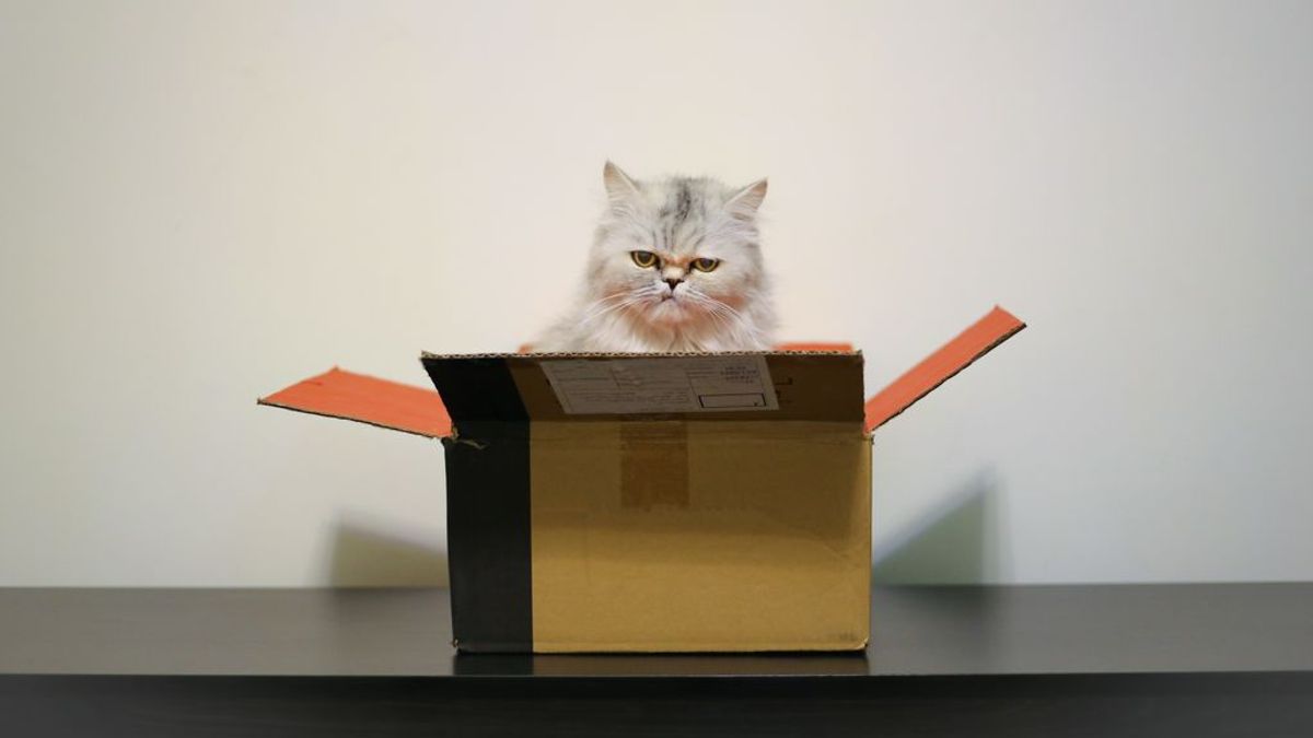 Seguridad, huidas, mejor humor… las razones por las que los gatos adoran las cajas de cartón