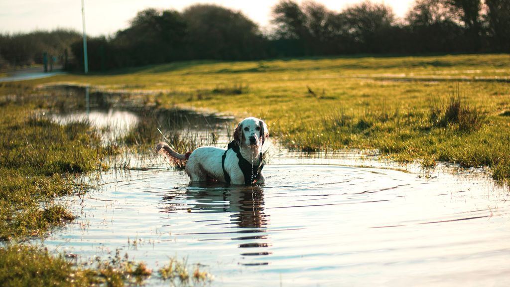 Vuelven los paseos por la playa: soluciones para el miedo al agua de algunos perros