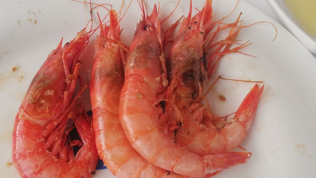 Gamba roja de Almería