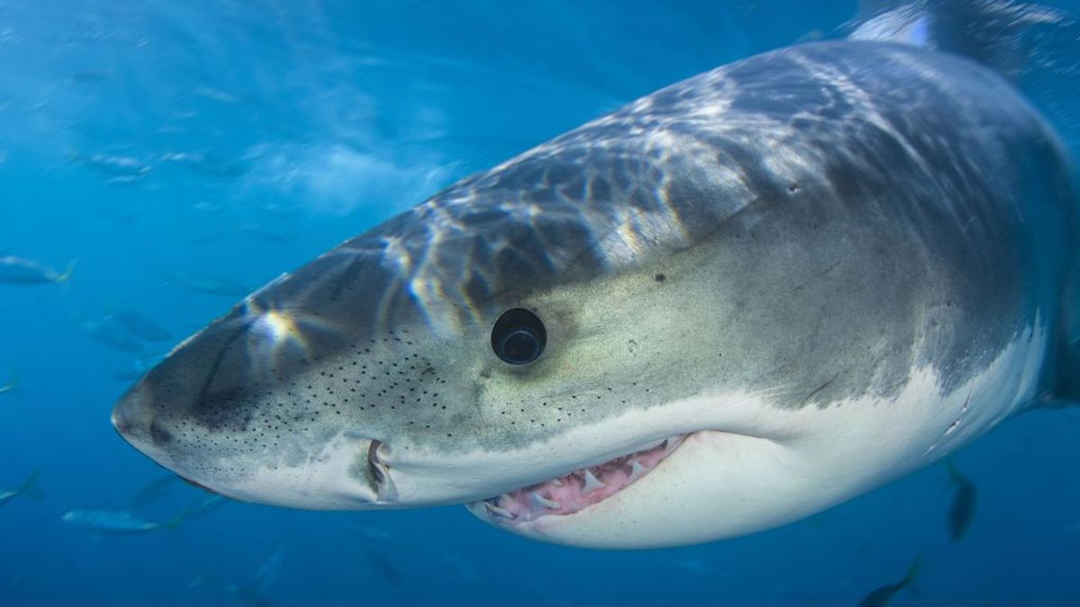 Los tiburones blancos están desapareciendo en Sudáfrica, y esta vez podría no ser culpa de humanos