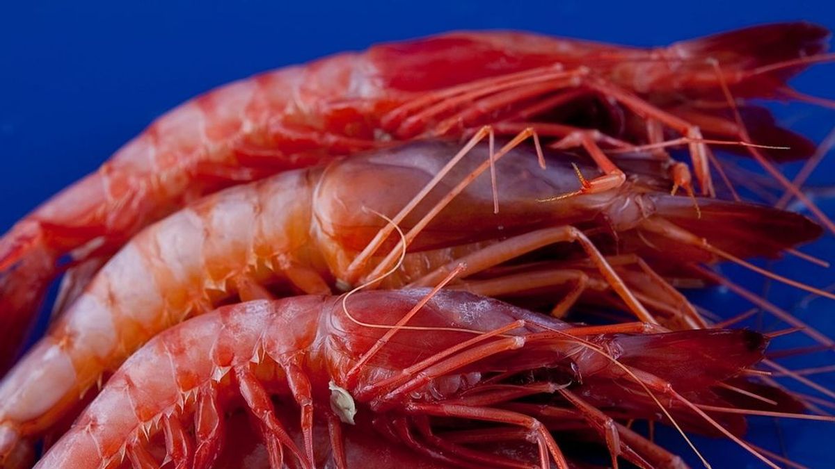 El ‘Red Friday’ de la gamba roja de Almería: 55 euros el kilo y sin salir de casa El ‘Red Friday’ de la gamba roja de Almería: 55 euros el kilo y sin salir de casa