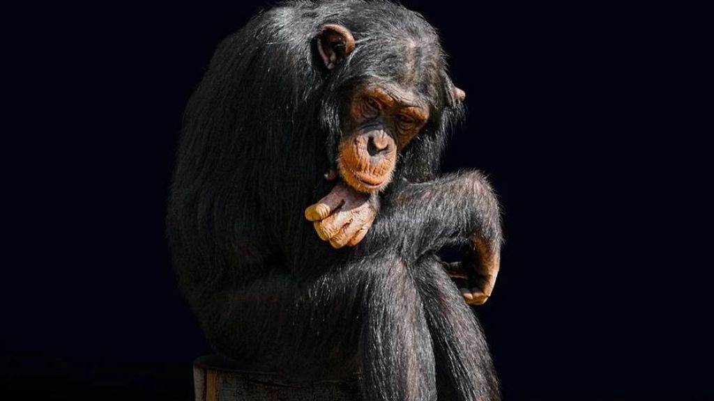 El chimpancé que disfrazaban en 'Crónicas Marcianas' sufrió trastornos mentales, y no es el único