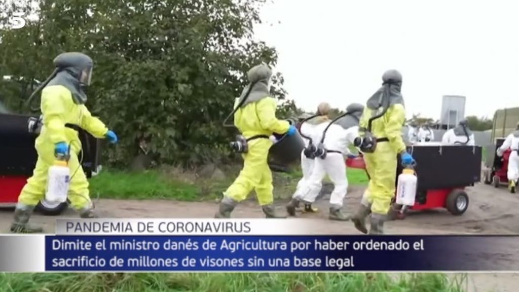 Dimite el ministro danés de Agricultura por la polémica por el sacrificio de visones con coronavirus