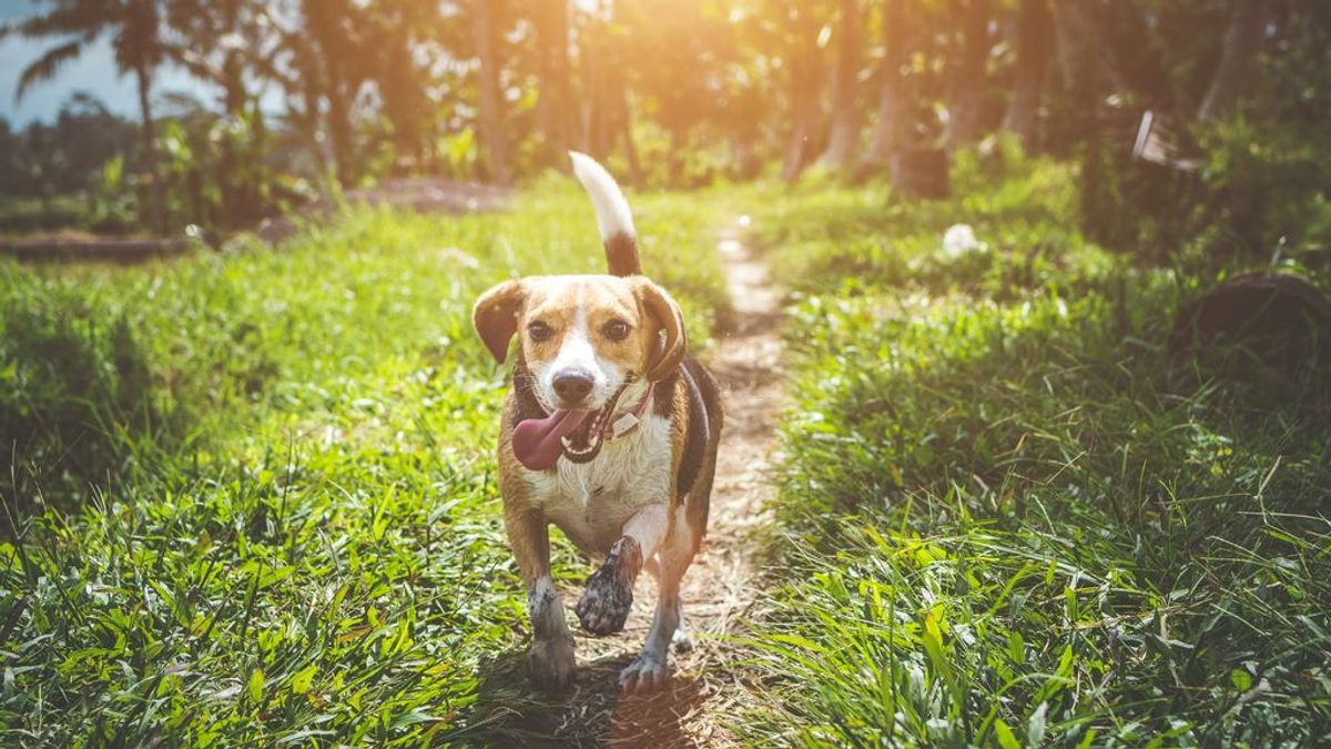 Con estas apps sabrás exactamente dónde está tu mascota. Con estas apps sabrás exactamente dónde está tu mascota.
