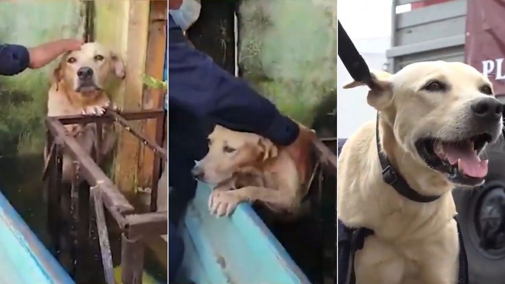 Marinos de México adoptan un perro que rescataron de morir ahogado en las inundaciones