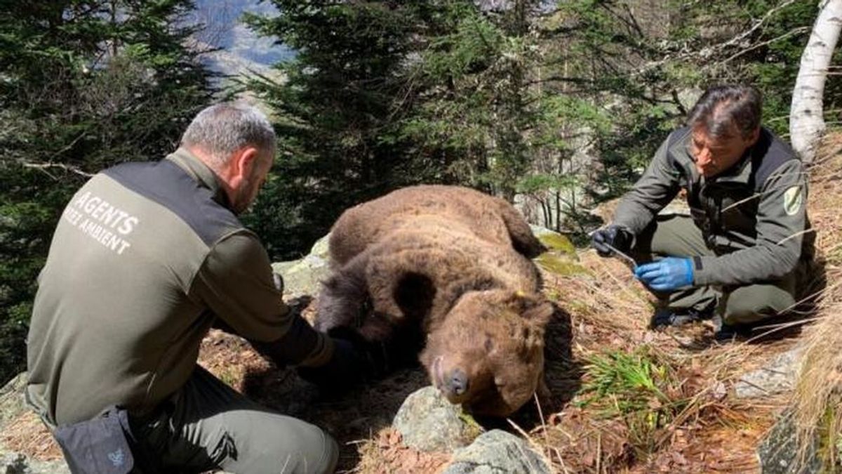 Detienen a un funcionario de Medio Ambiente por la muerte del oso Cachou