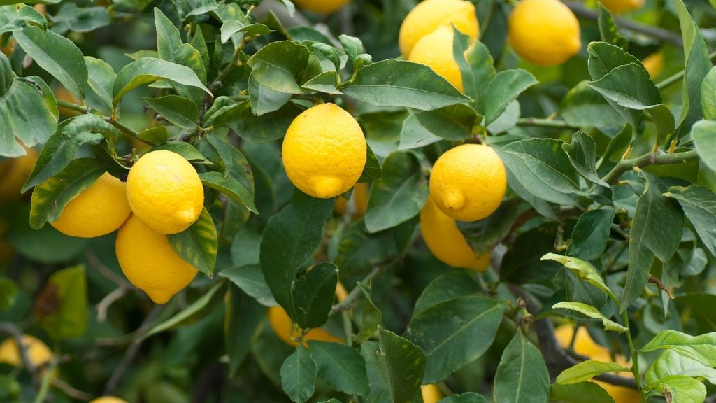 La producción del limón europeo es un ejemplo de sostenibilidad social