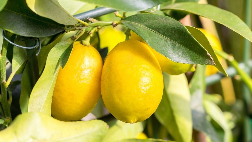 Por su sabor único y su versatilidad: el limón de Europa es uno de los productos estrella de la dieta mediterránea