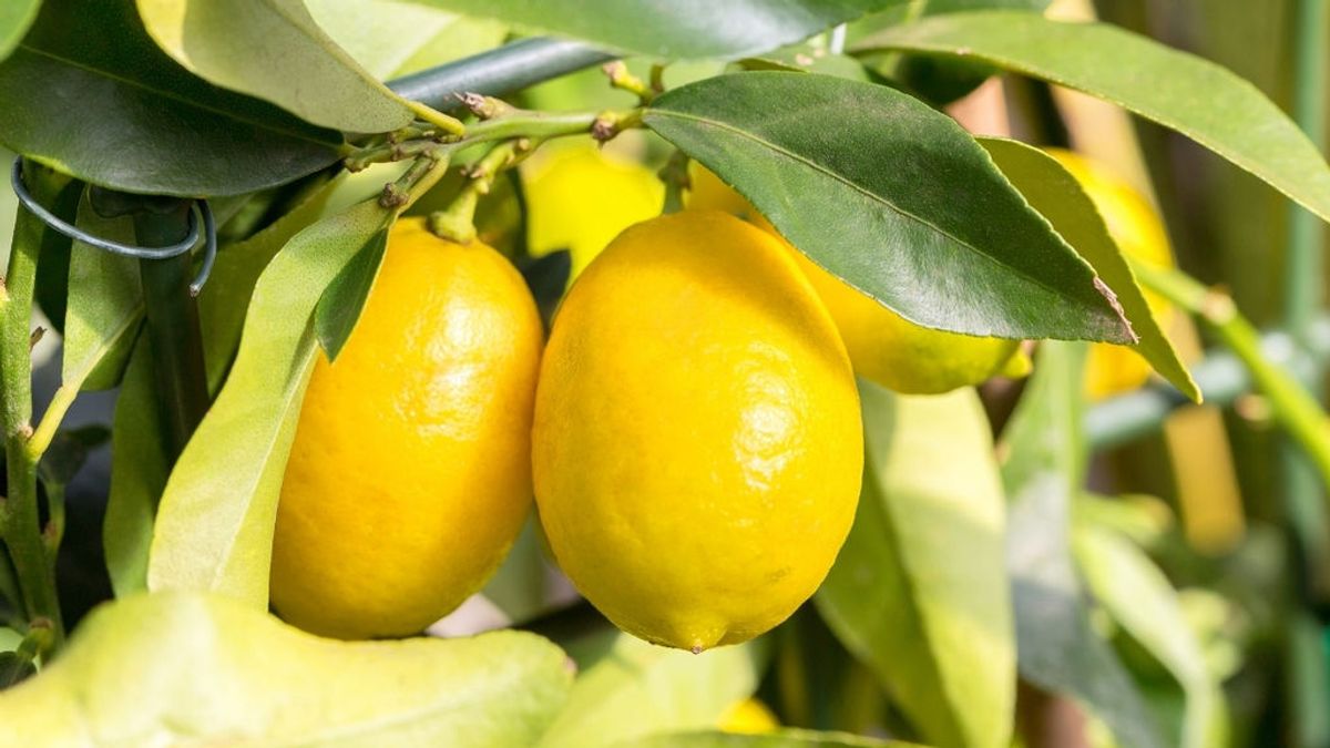 Por su sabor único y su versatilidad: el limón de Europa es uno de los productos estrella de la dieta mediterránea