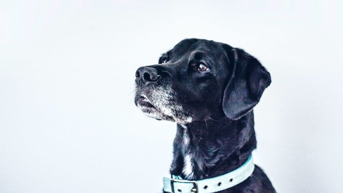 Una huella dactilar en la nariz de los perros, las patas de los tejones o las escamas de las lagartijas. Así es la forma que tenemos de identificar a los animales