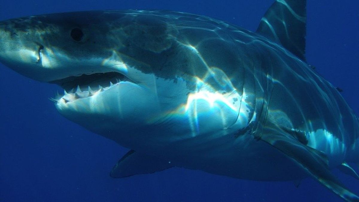 Un tiburón ataca y mata a un bañista de 55 años en una popular playa de Australia