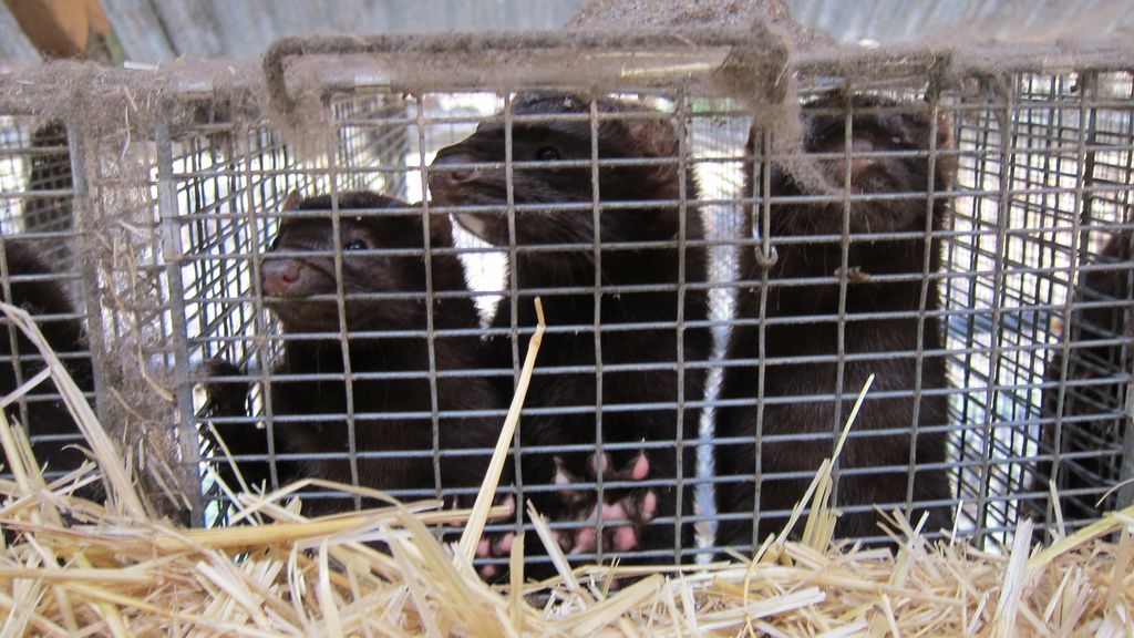 Francia confirma la existencia de coronavirus en una granja de visones del noroeste del país Francia confirma la existencia de coronavirus en una granja de visones del noroeste del país