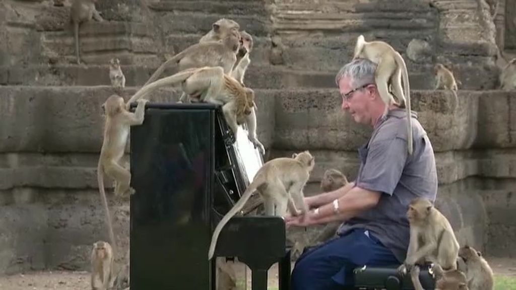 Un pianista da un concierto en la ciudad de los monos de Tailandia