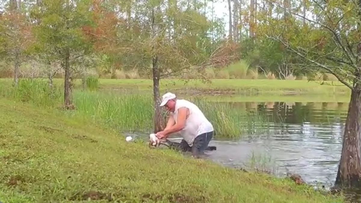 Por los pelos: un hombre consigue sacar a su cachorro de la boca de un caimán en Florida