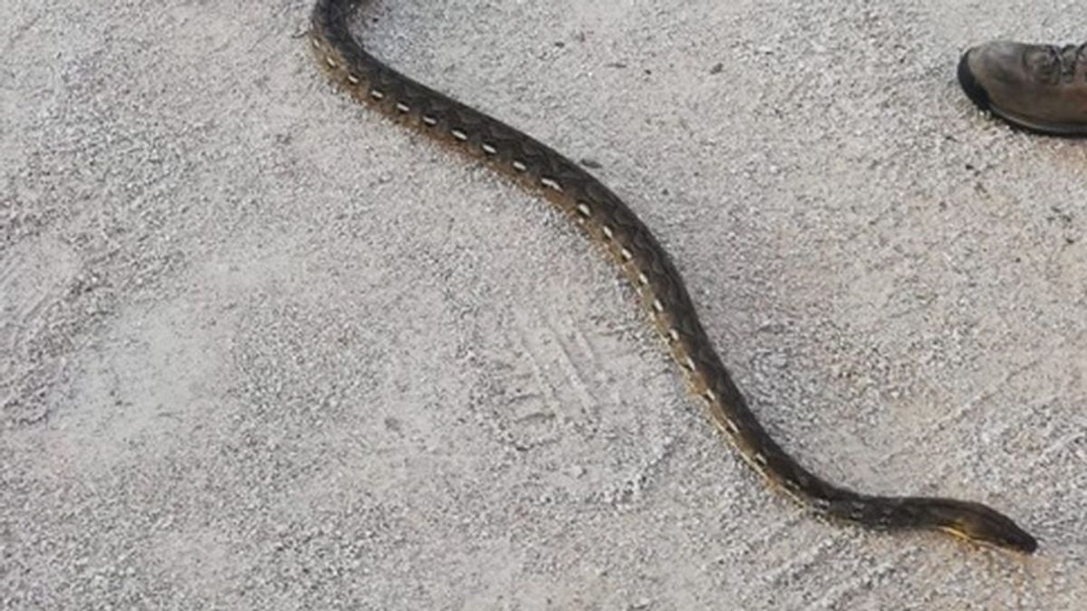 ¿Qué hace una boa constrictor por las calles de Tetuán?