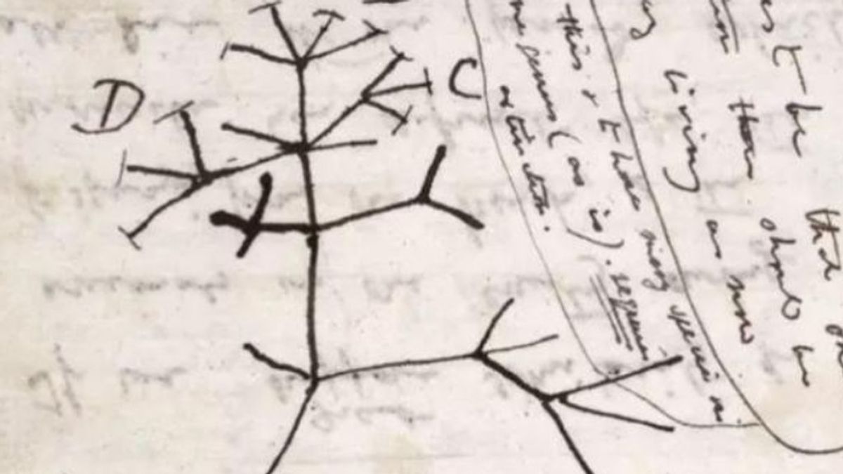 El  'Árbol de la Vida' de Darwin, robado