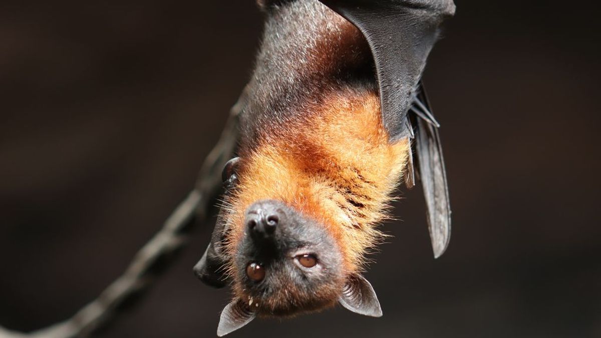 Hallan parientes del coronavirus en murciélagos congelados en laboratorios de Japón y Camboya