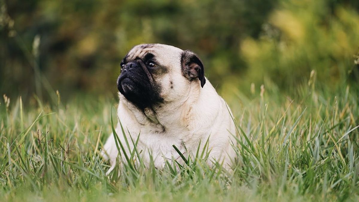 El sobrepeso puede matar a tu mascota. ¿Cómo influye la alimentación que le das a tu perro o a tu gato en su calidad de vida?