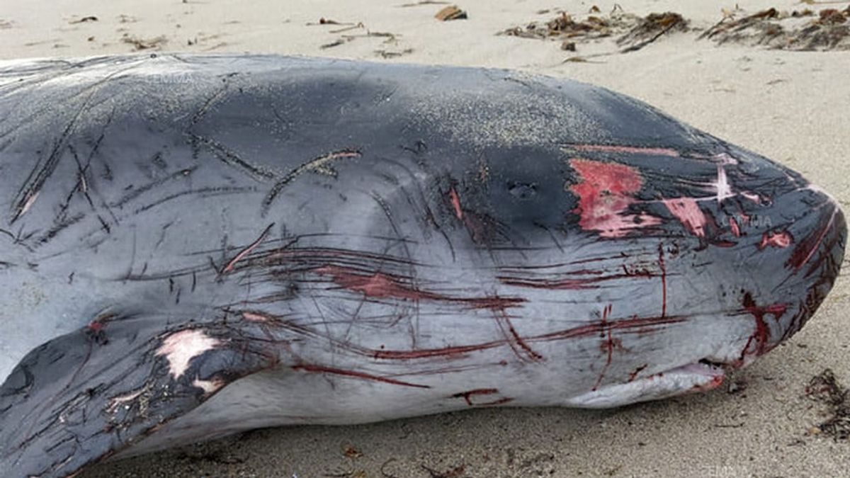 Dos cachalotes pigmeos mueren a orillas de A Coruña tras ingerir plástico