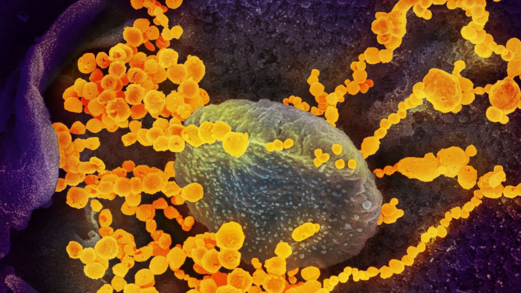 Coronavirus microscopio - reuters Coronavirus microscopio - reuters