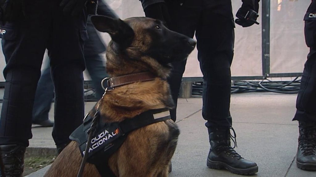 Ava, la policía canina que se jubila tras seis años de servicio