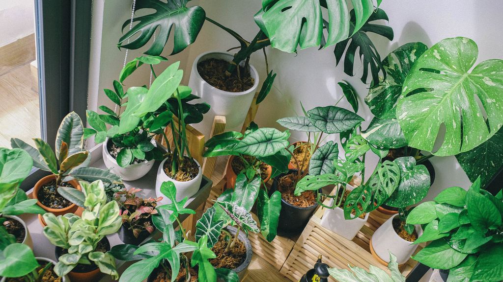 Cómo cuidar las plantas de tu hogar y no morir en el intento Cómo cuidar las plantas de tu hogar y no morir en el intento