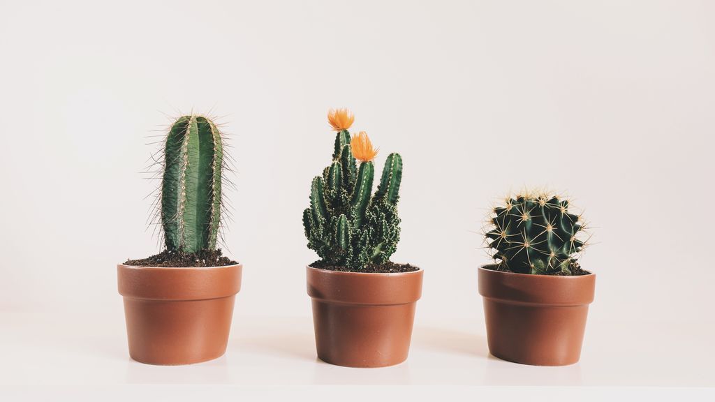 Los cactus son muy resistentes.