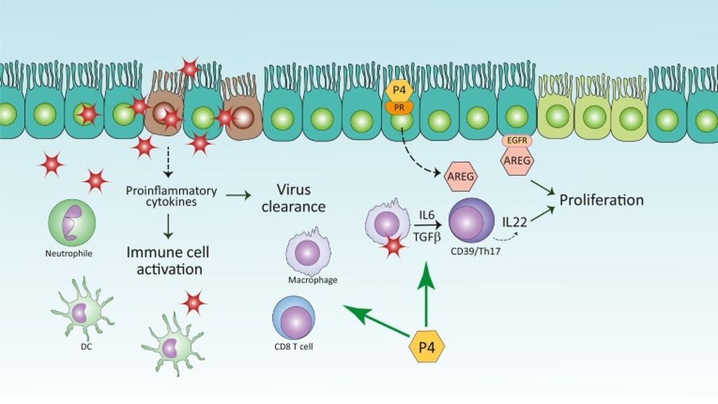 Representación esquemática de los efectos de la progesterona (P4) en la inflamación y la reparación del epitelio respiratorio alveolar tras la infección por el virus de la gripe.