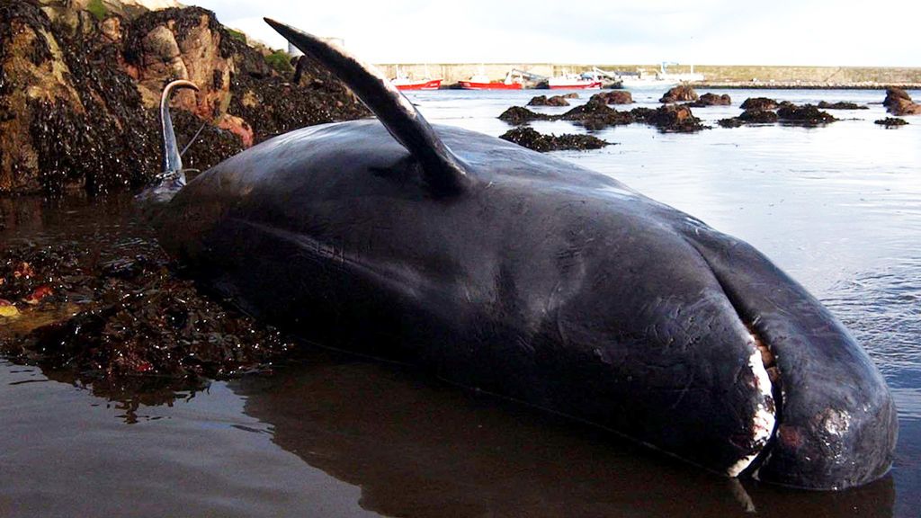 Un centenar de ballenas han muerto varadas en Nueva Zelanda