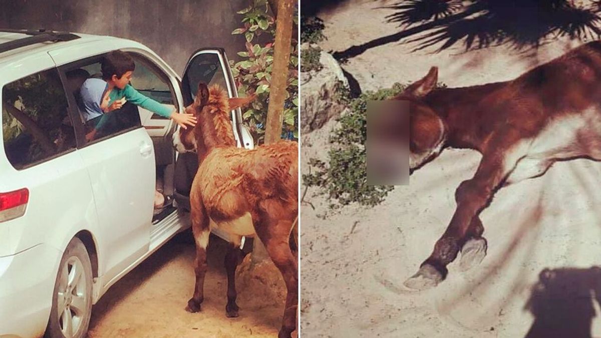 Denuncian a un hotel mexicano por permitir a los turistas dar alcohol a un burro