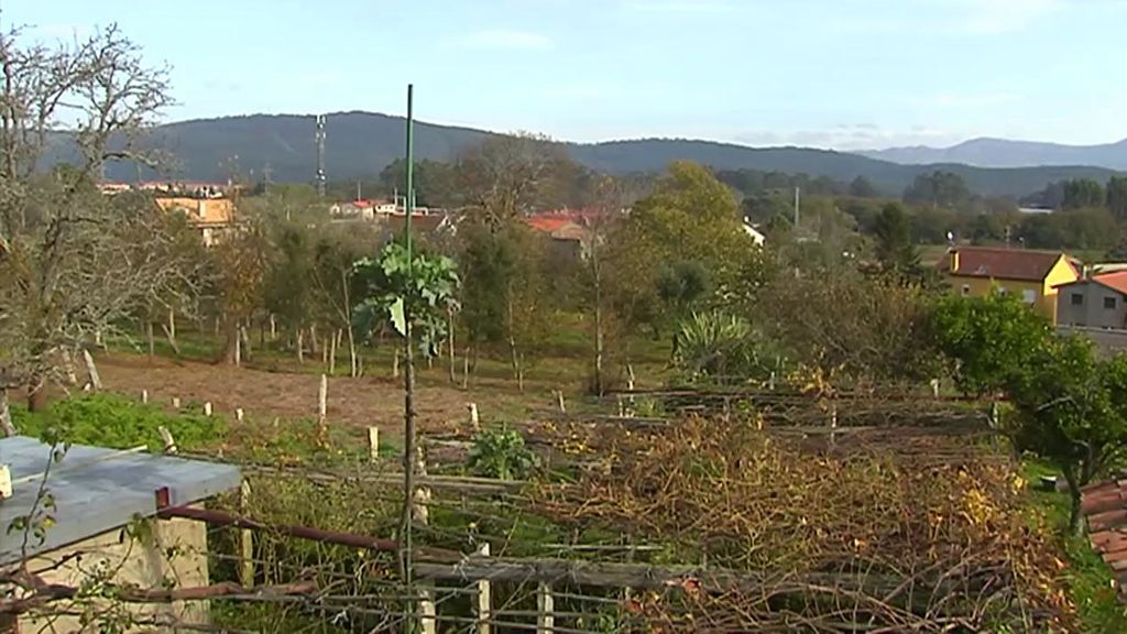 Un vecino de la localidad pontevedresa de O Rosal presume de huerto: tiene una berza visible en todo el municipio