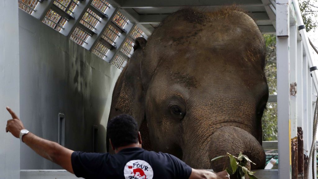 Kavaan, el 'elefante solitario', vivirá en semilibertad tras 35 años encadenado