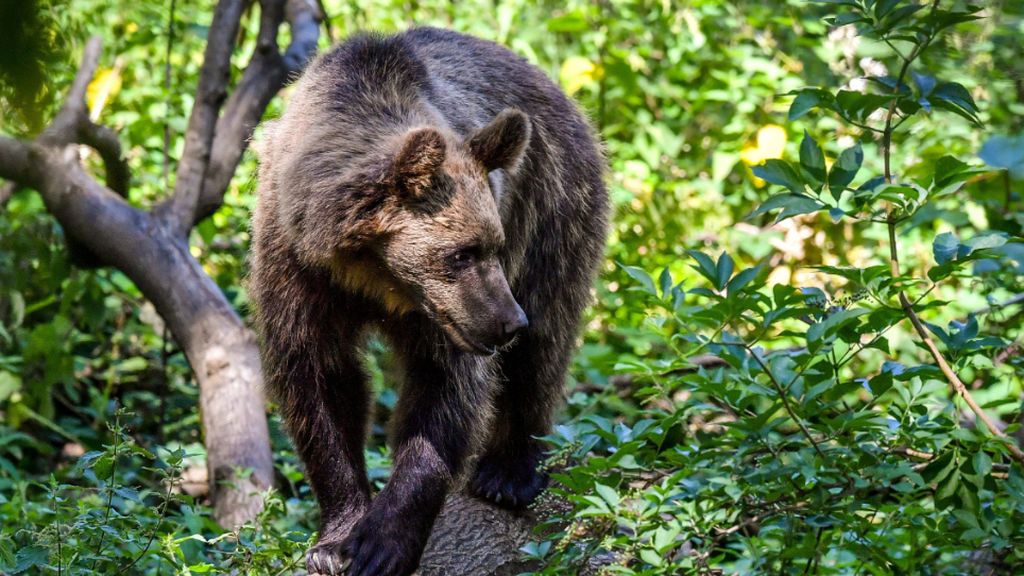 Matan a tiros a dos osos pardos en un día: un cazador lo confundió con un jabalí y el otro alega defensa propia Matan a tiros a dos osos pardos en un día: un cazador lo confundió con un jabalí y el otro alega defensa propia