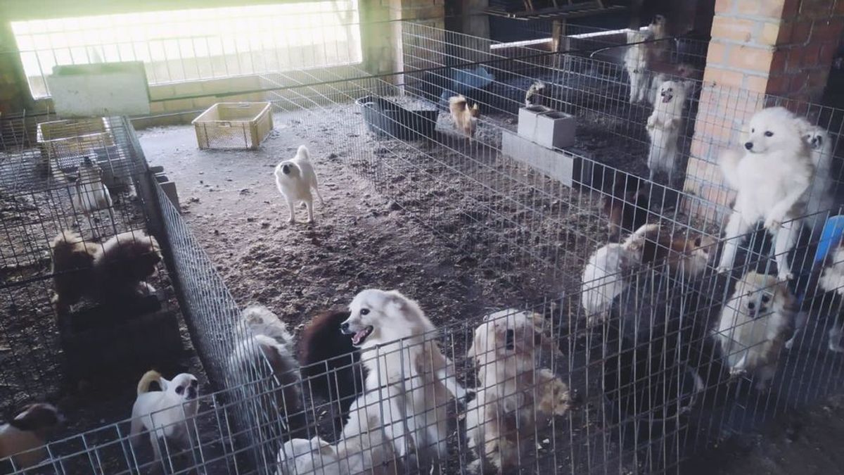 Desmantelado en Granada un criadero ilegal donde le cortaban las cuerdas vocales a perros de raza Desmantelado en Granada un criadero ilegal donde le cortaban las cuerdas vocales a perros de raza